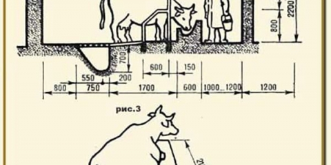 Teza za krave - kako to učiniti sami kod kuće